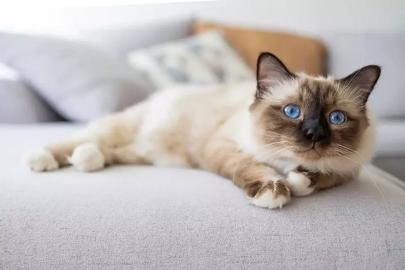 Khám phá tính cách mèo Birman thú vị và hiền