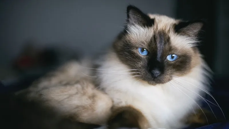 Ngắm vẻ đáng yêu của mèo birman tại nhà