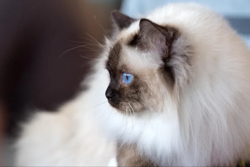 Tham khảo ảnh mèo birman cực dễ thương