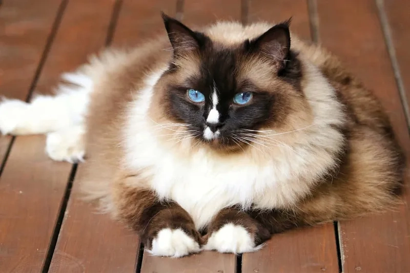 Tham khảo ảnh mèo birman cực dễ thương