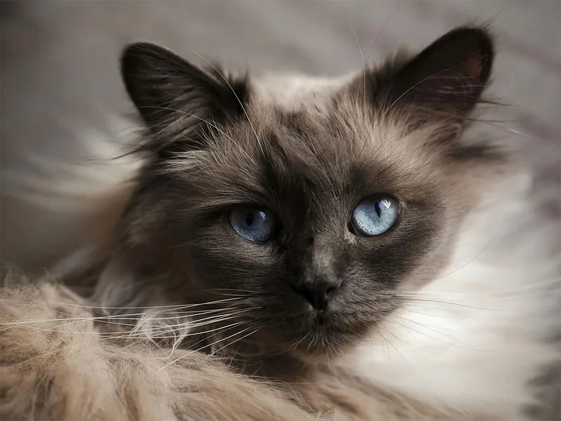 Xem bộ sưu tập hình mèo birman đẹp mắt