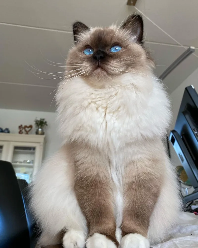 Tìm hiểu Nguồn gốc Mèo Birman đầy thú vị