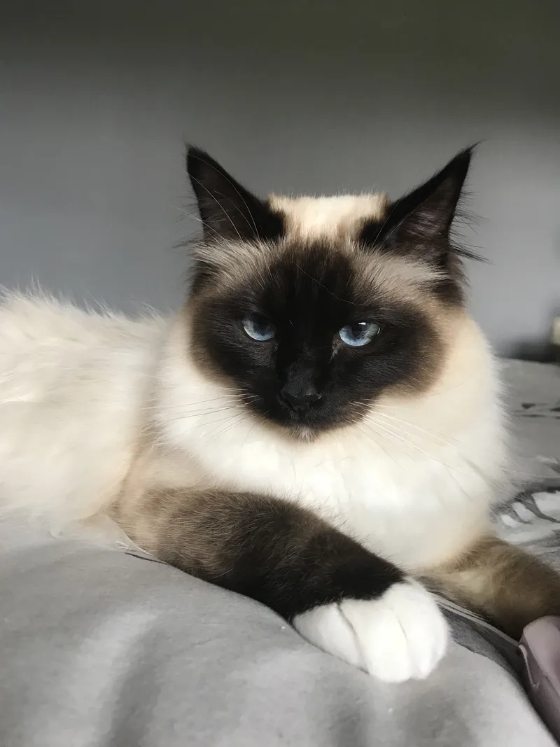 Nguồn gốc của mèo Birman sang trọng và quý phái