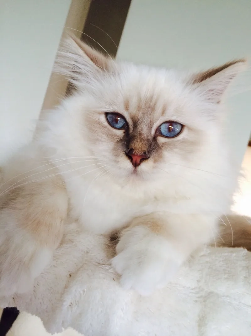 Bí kíp nuôi mèo Birman tại nhà dễ dàng