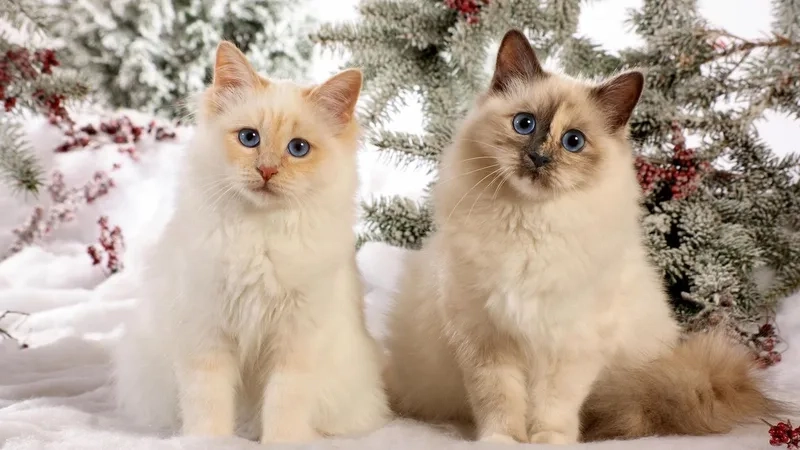 Hiểu rõ mèo Birman lông dài đặc điểm nổi bật