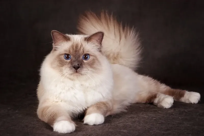 Khám phá Lịch sử Mèo Birman phong phú và độc đáo