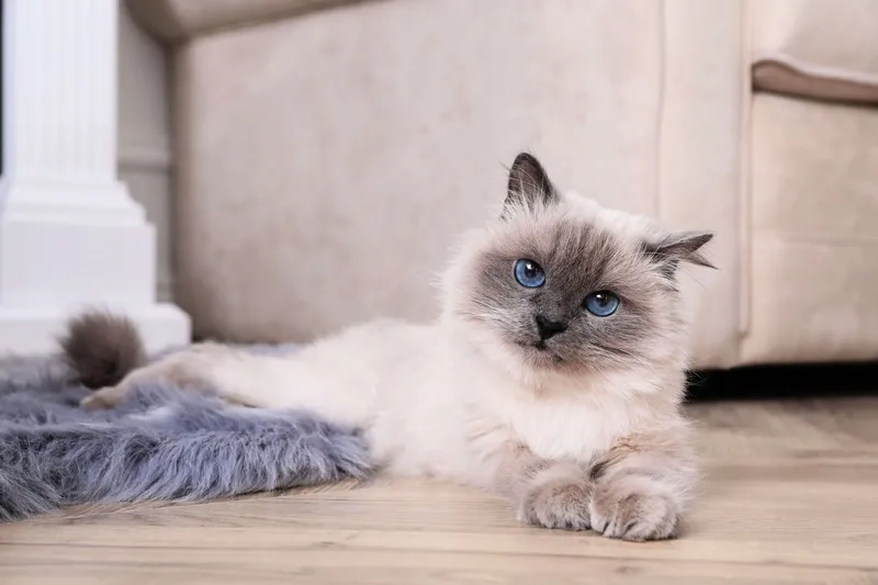 Chia sẻ kinh nghiệm nuôi mèo Birman từ chuyên gia