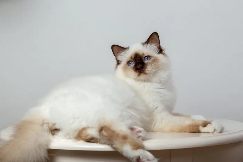 Ngắm trọn vẹn Mèo Birman đẹp khó cưỡng