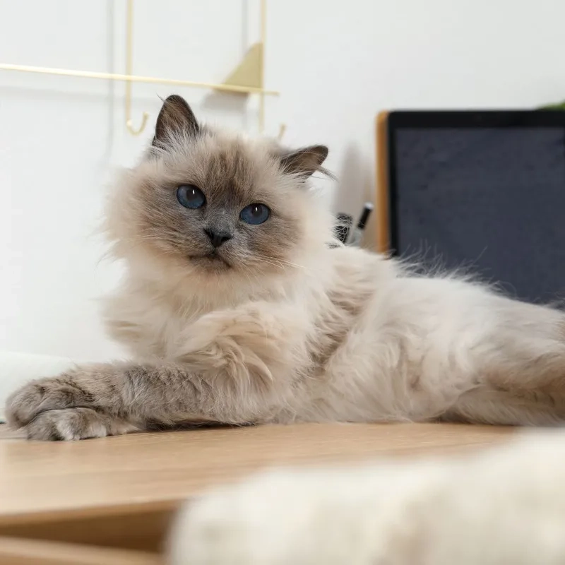 Giải pháp sở hữu mèo Birman giá rẻ chất lượng