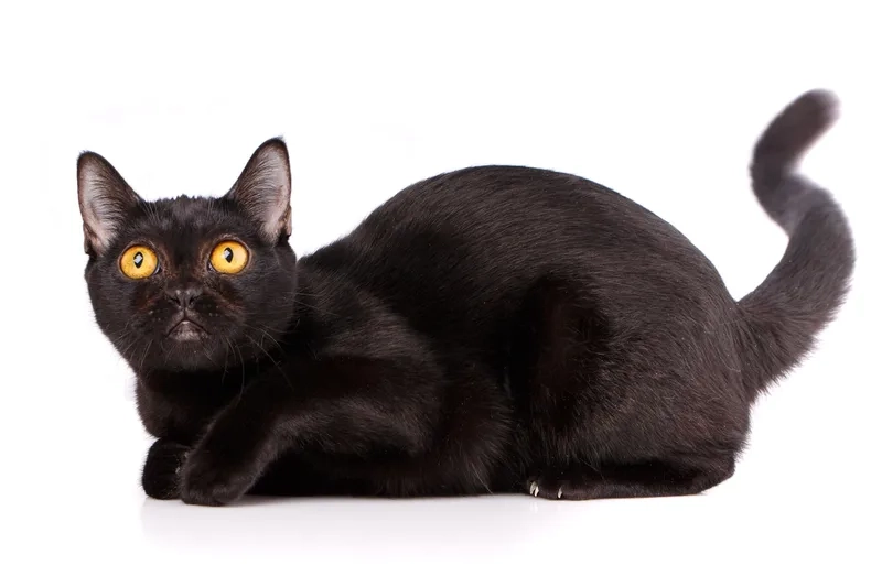 Thú cưng nhỏ xinh với mèo Bombay kitten