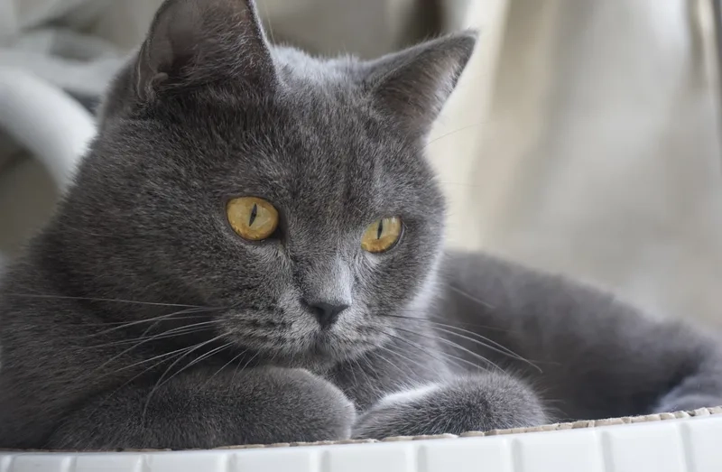 Ngắm vẻ đẹp dễ thương của ảnh Mèo Chartreux