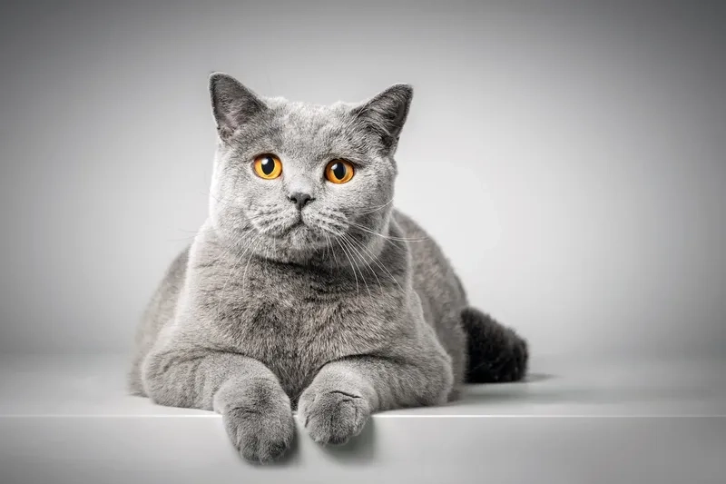 Tìm hiểu đặc trưng của Mèo Chartreux lông ngắn