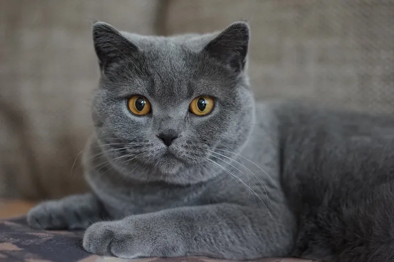 Tất tần tật thông tin mèo Chartreux bạn cần biết