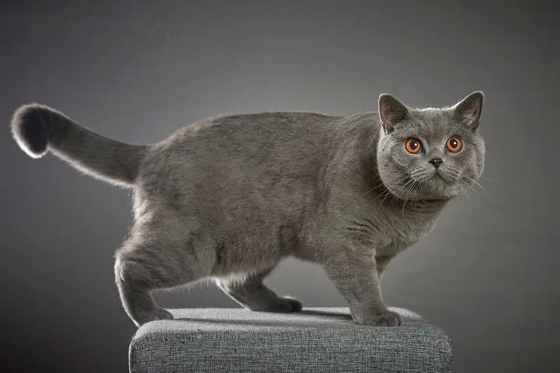 Nhận biết đặc điểm mèo Chartreux chuẩn xác