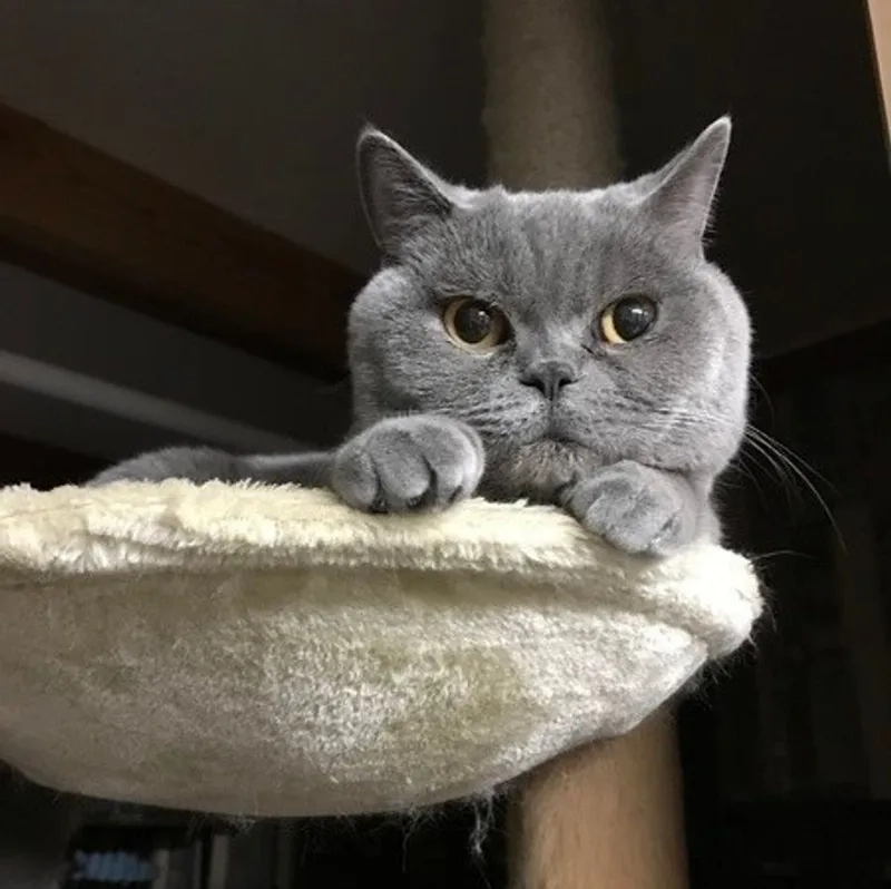 Khám phá tính cách mèo Chartreux thú vị và dễ thương