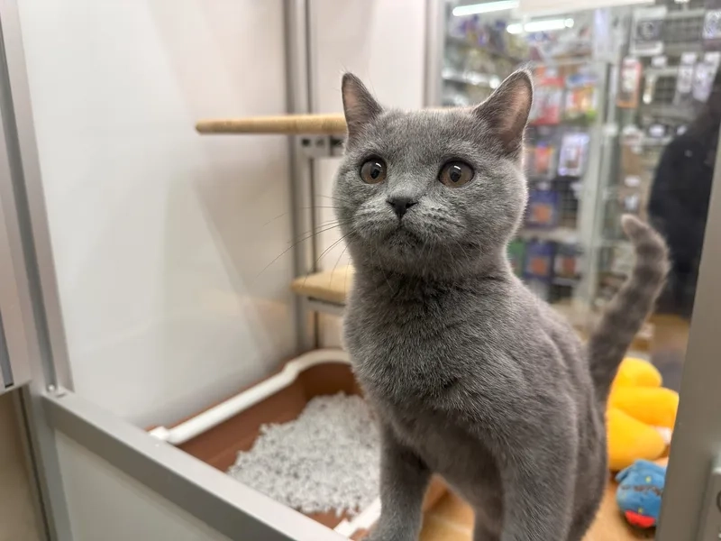 Chọn lựa phù hợp thức ăn cho mèo Chartreux mỗi ngày
