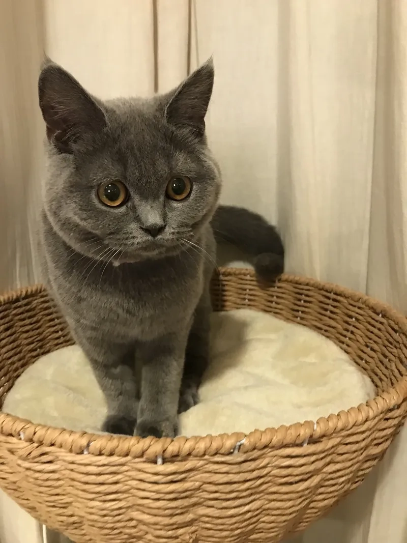 Nhận biết mèo Chartreux thuần chủng chính xác nhất