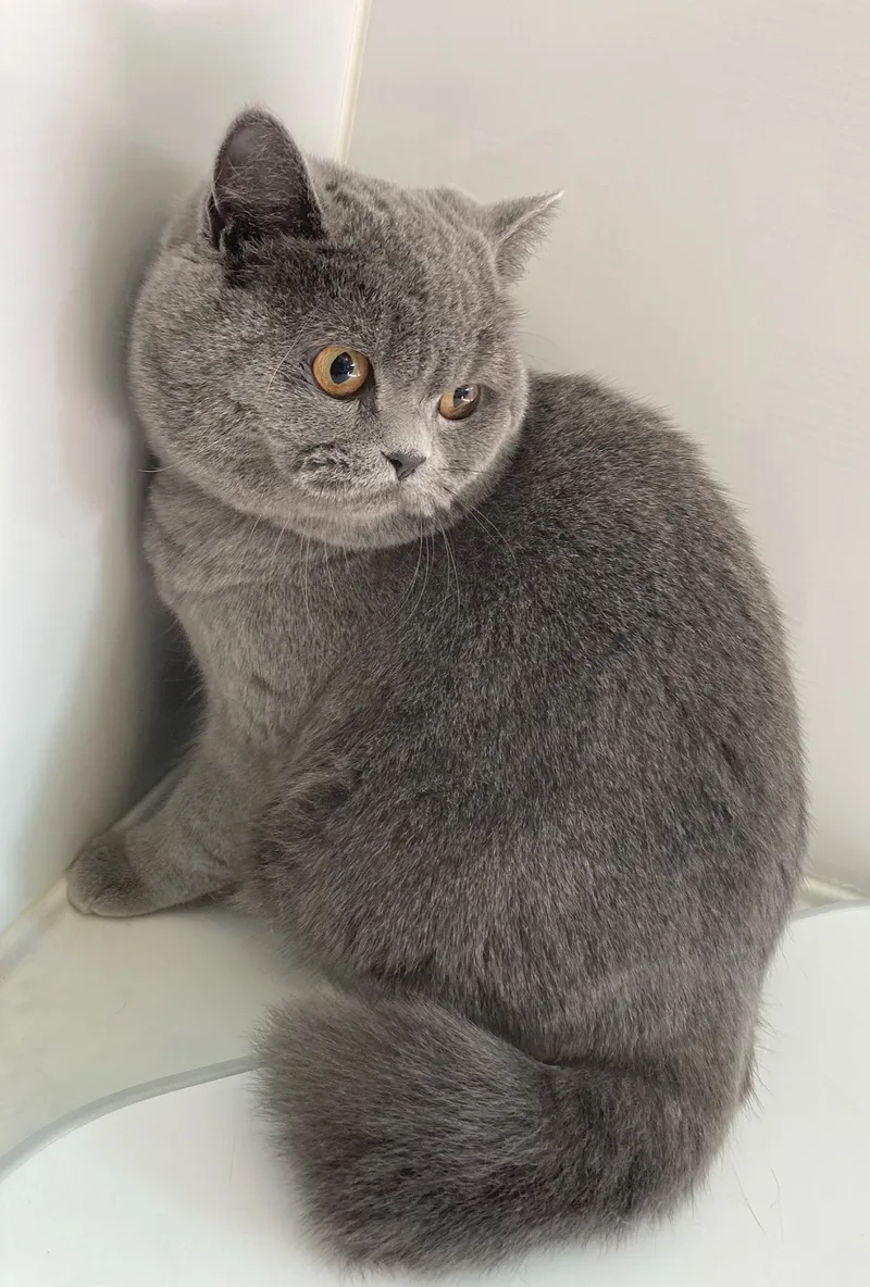 Bé đáng yêu mèo Chartreux kitten đang chờ bạn