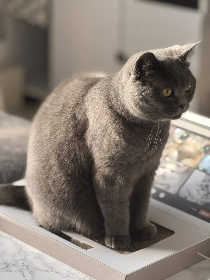 Chia sẻ kinh nghiệm nuôi mèo Chartreux từ chuyên gia