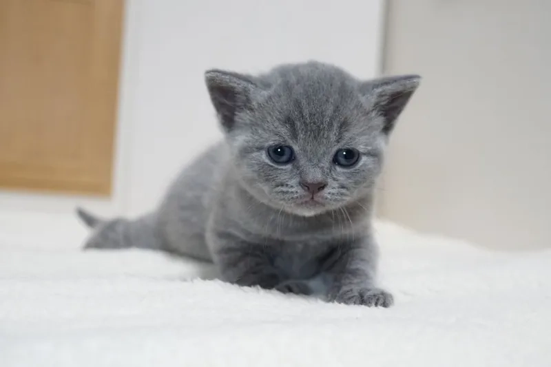 Hiểu rõ tuổi thọ mèo Chartreux và cách chăm sóc
