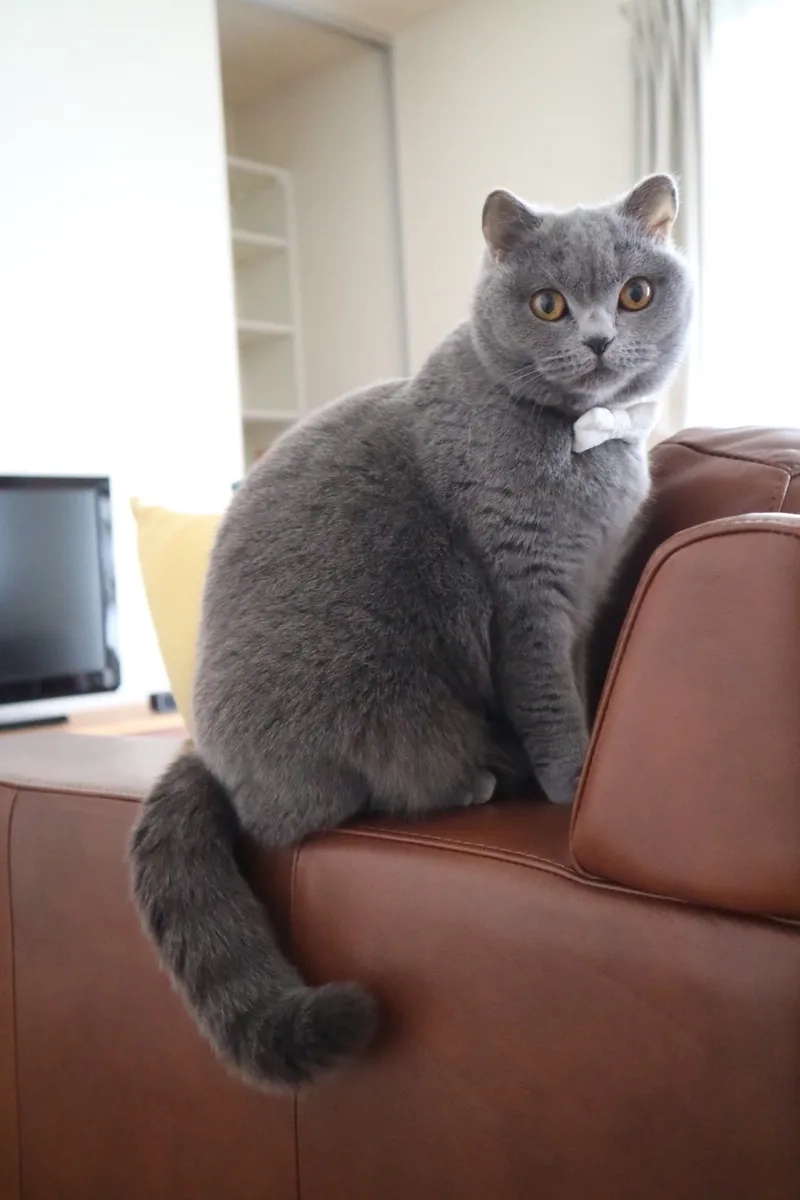 Tham khảo kích thước mèo Chartreux khi trưởng thành