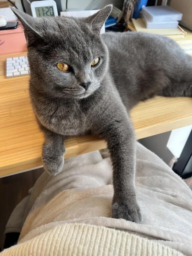 Giải pháp sở hữu mèo Chartreux giá rẻ chất lượng