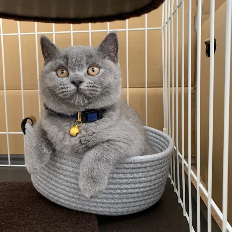 Tìm hiểu mèo Chartreux lông xám đặc điểm nổi bật