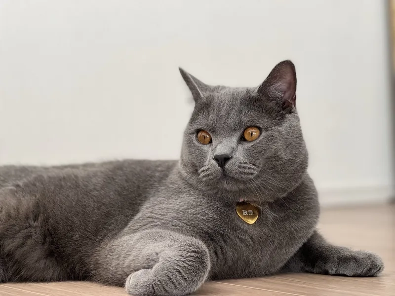 Yêu thương thú cưng mèo Chartreux mọi lúc mọi nơi