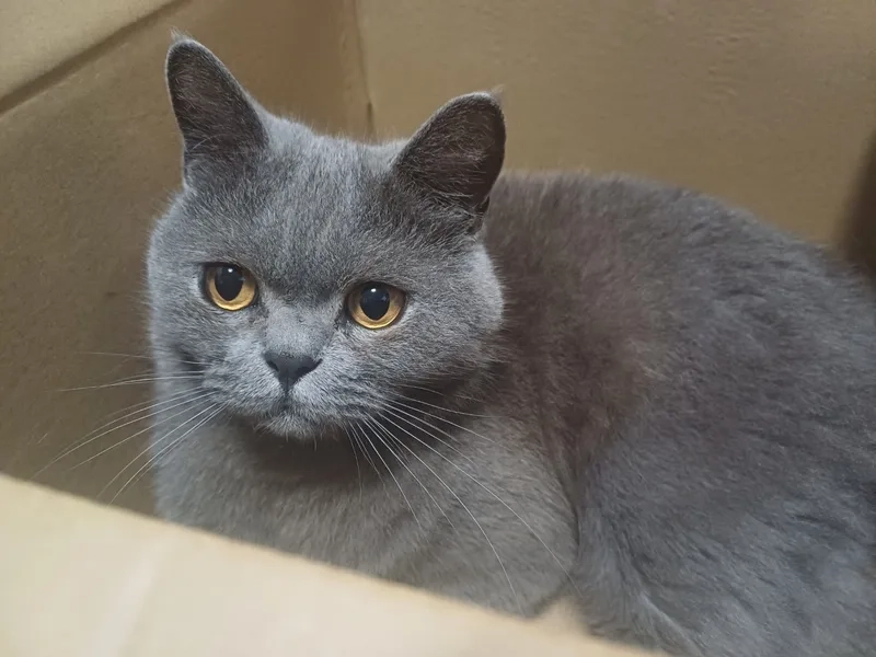 Bí kíp nuôi mèo Chartreux tại nhà dễ dàng