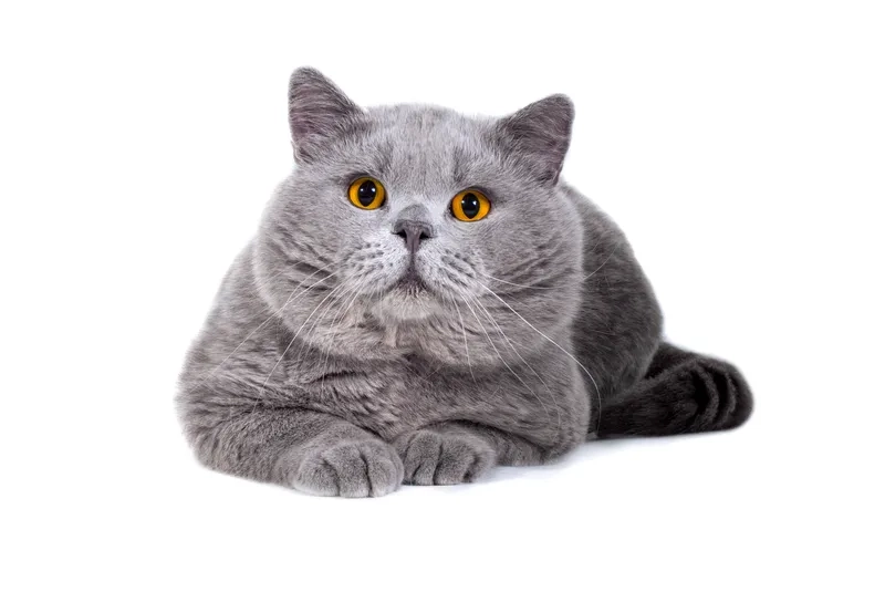 Khám phá Giống Mèo Chartreux nổi tiếng thế giới