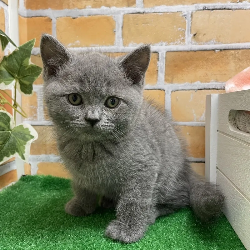 Tìm hiểu Lịch sử Mèo Chartreux thú vị và chi tiết