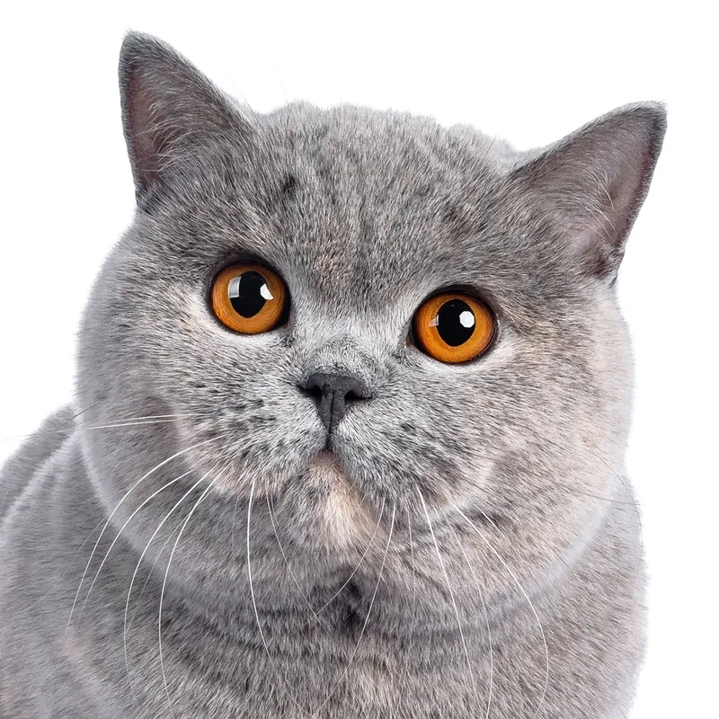 Tìm hiểu giá cả và sở hữu Mèo Chartreux giá bao nhiêu