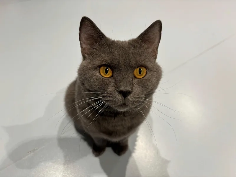 Nguồn gốc của mèo Chartreux đầy bí ẩn và thú vị