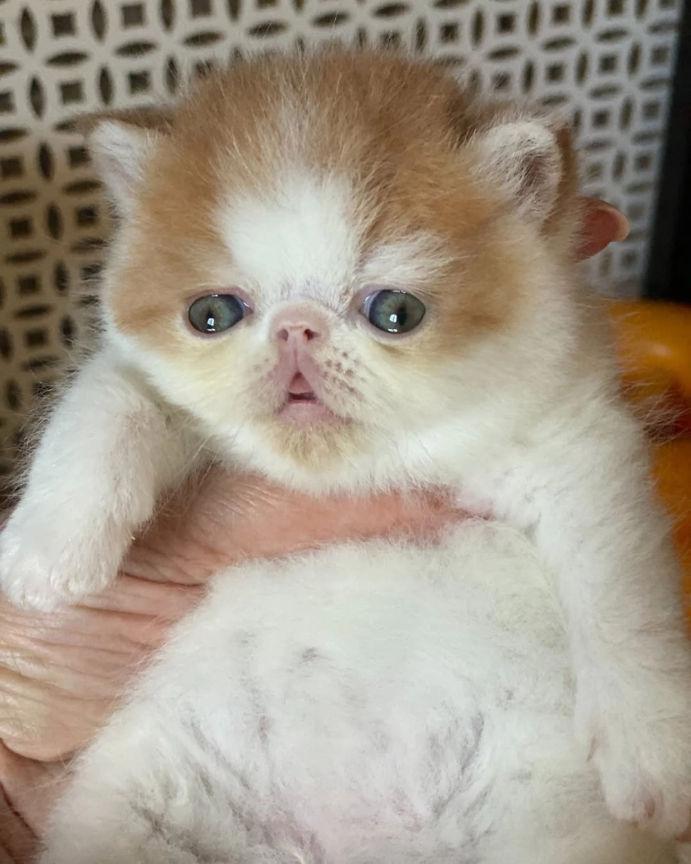 Hình nền mèo Exotic Shorthair 4k cho máy tính