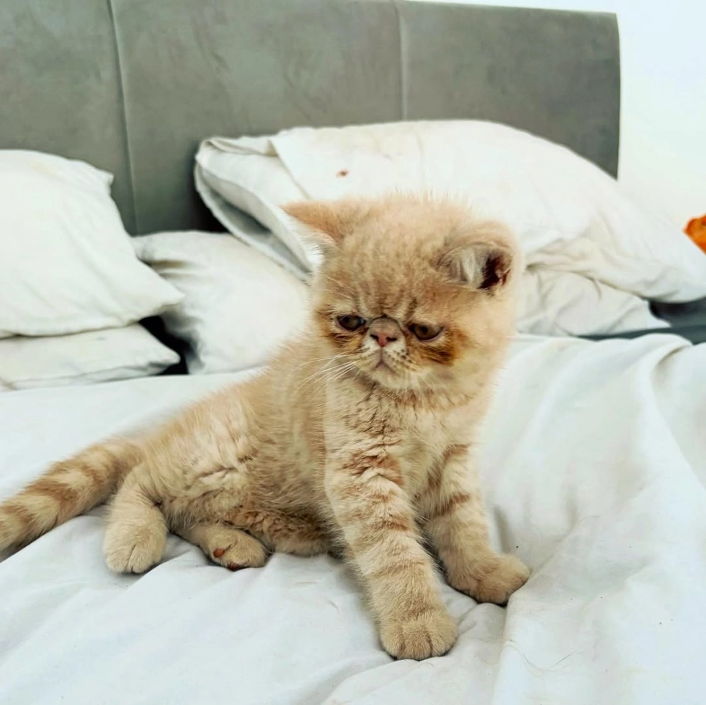 Mèo Exotic Shorthair lông trắng muốt mắt xanh