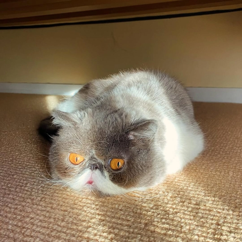 Mèo Exotic lai tai cụp scottish fold cực lạ