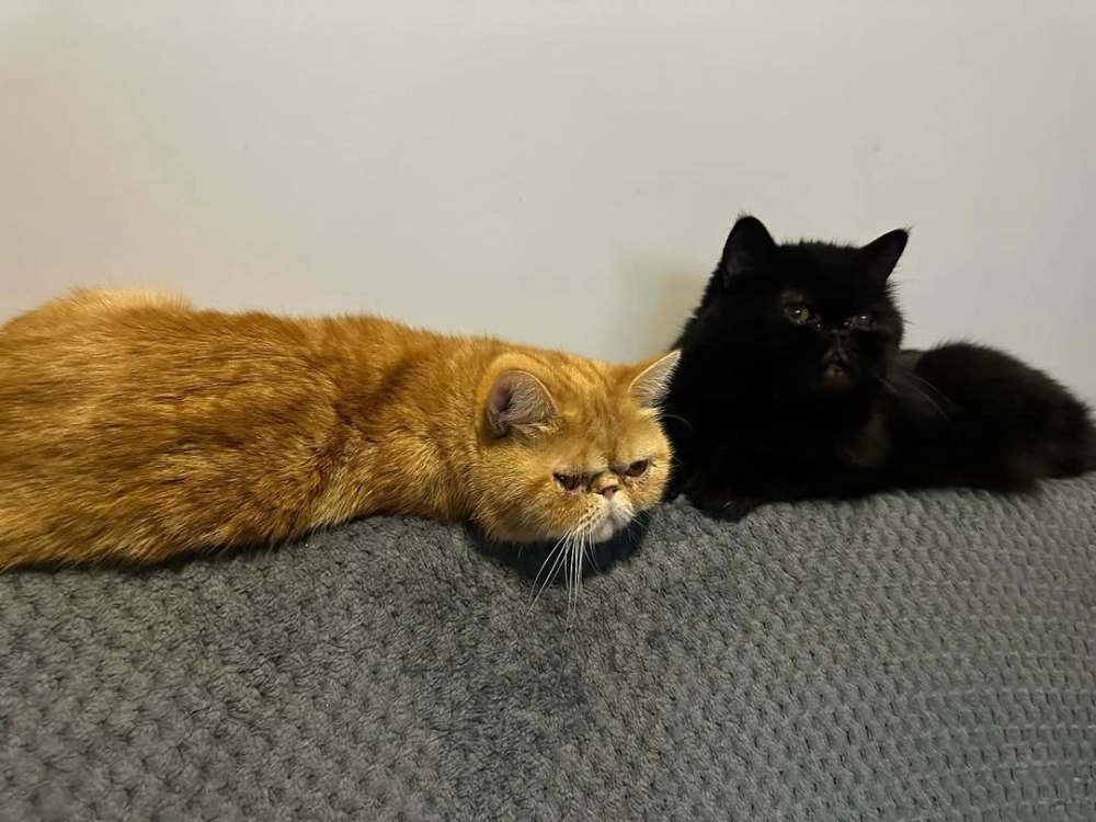 Mèo Exotic lông ngắn màu tabby đang chơi đùa