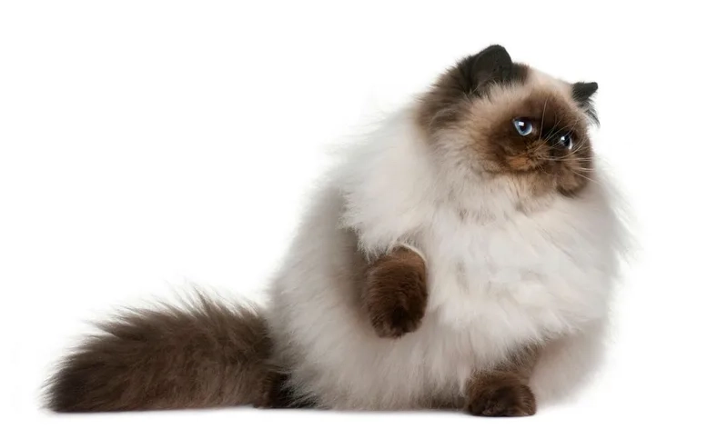 Ngắm vẻ đáng yêu của ảnh Mèo Himalayan