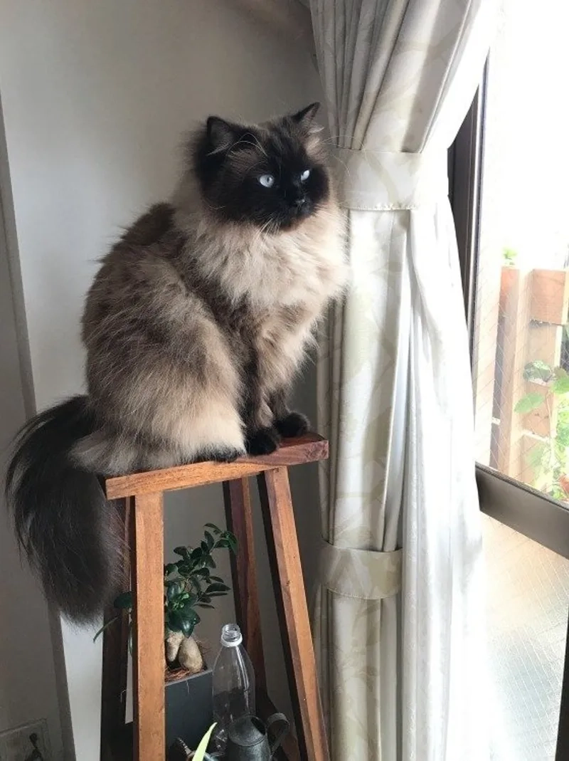 Chiêm ngưỡng hình ảnh mèo Himalayan đẹp nổi bật