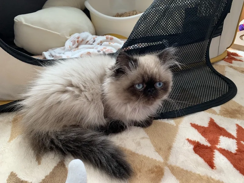 Tất tần tật thông tin mèo Himalayan bạn nên biết