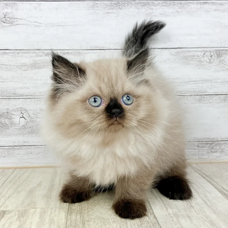 Nhận biết đặc điểm mèo Himalayan chính xác