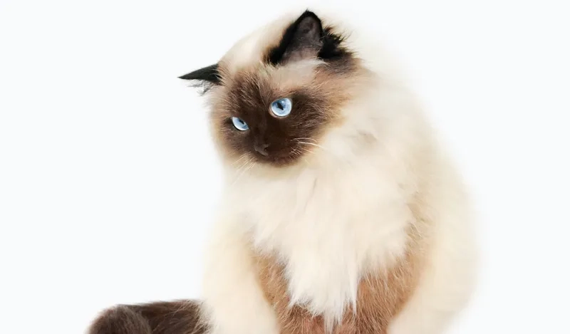Hướng dẫn cách nuôi mèo Himalayan tại nhà hiệu quả