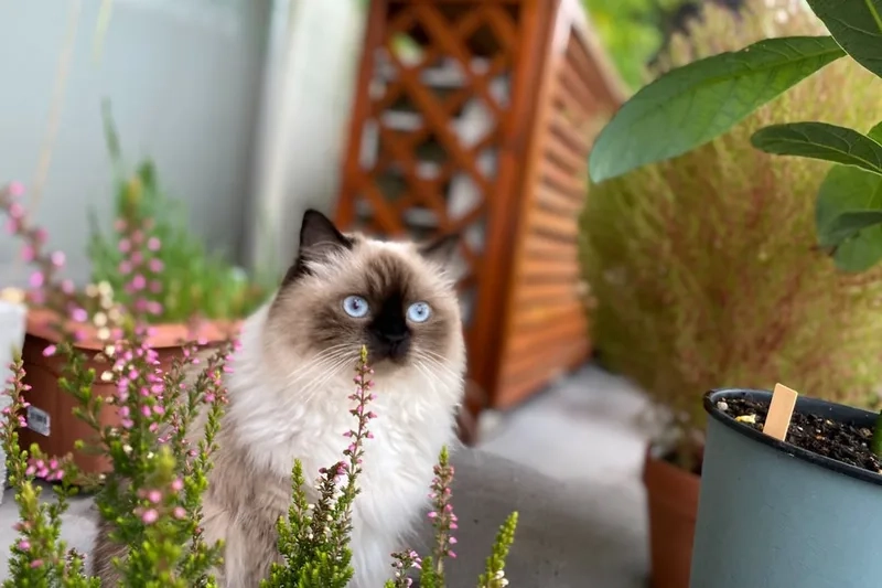 Bé xinh đáng yêu mèo Himalayan kitten đang chờ bạn