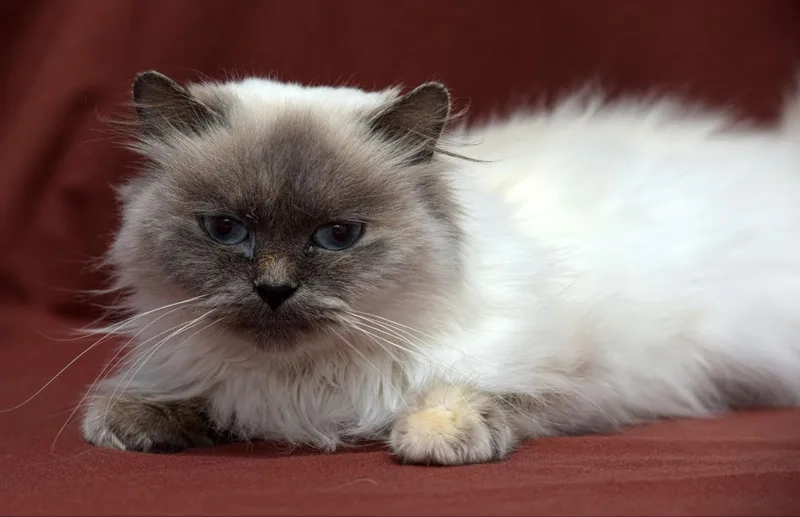 Bí kíp nuôi mèo Himalayan tại nhà dễ dàng