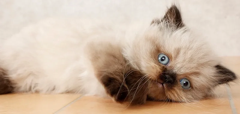 Chia sẻ kinh nghiệm nuôi mèo Himalayan từ chuyên gia