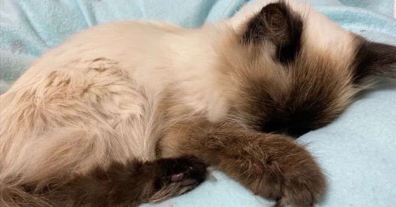 Hiểu rõ tuổi thọ mèo Himalayan và cách chăm sóc
