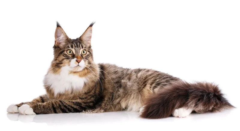 Khám phá vẻ đáng yêu của ảnh Mèo Maine Coon