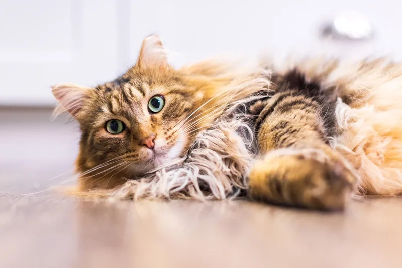 Tìm hiểu chi tiết về giống mèo maine coon