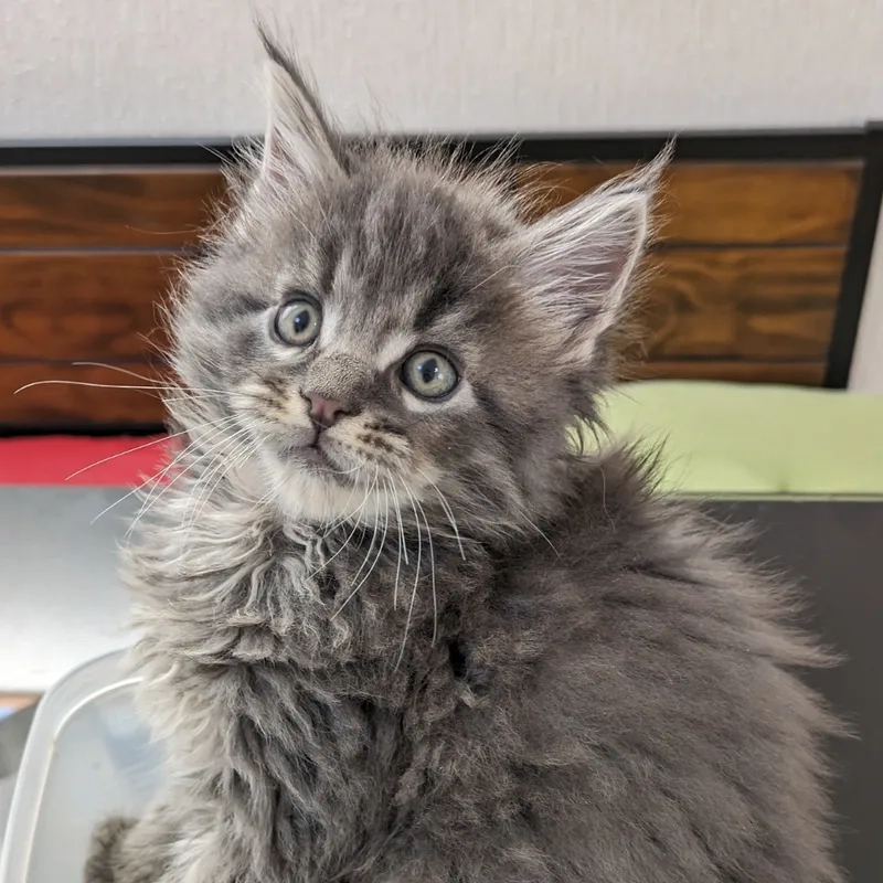 Chăm sóc chuẩn với mèo maine coon tại nhà