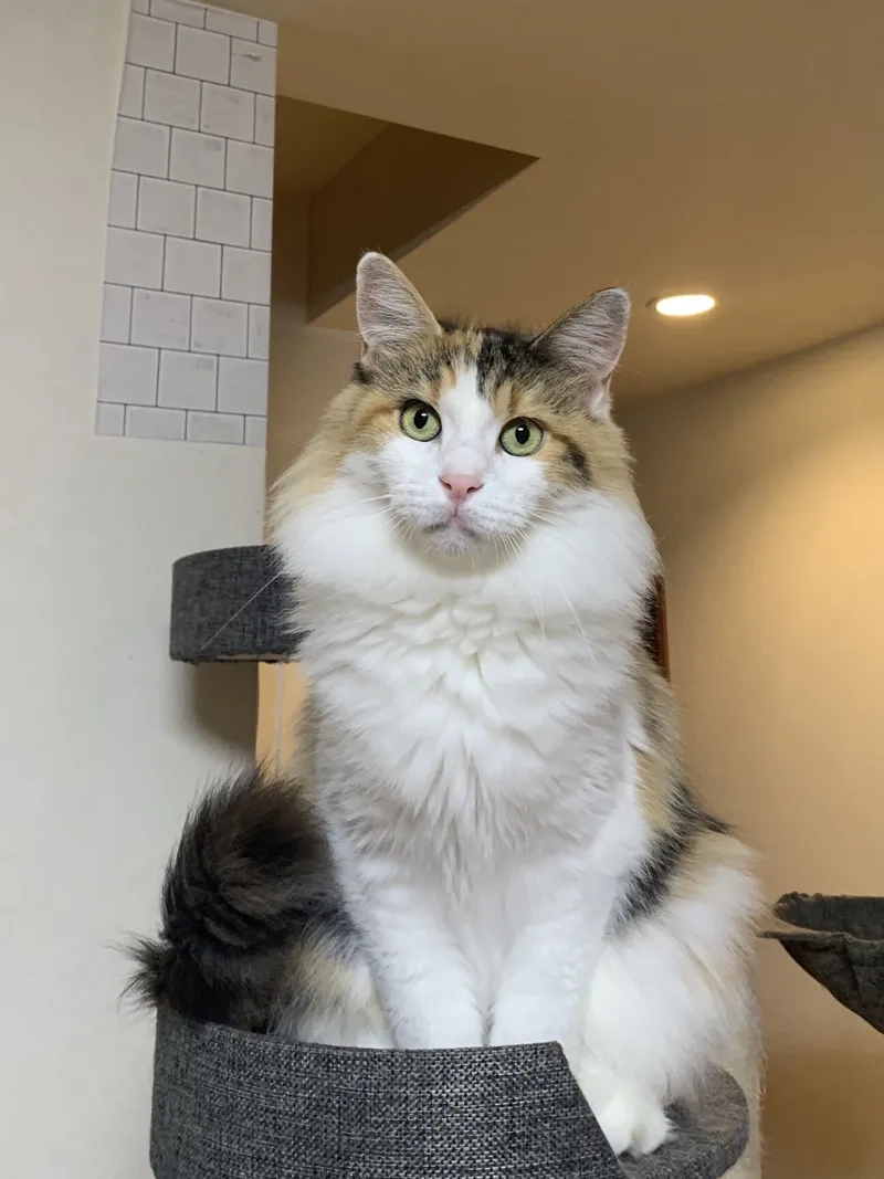 Ngắm bộ lông mềm mại hình ảnh mèo Maine Coon đẹp